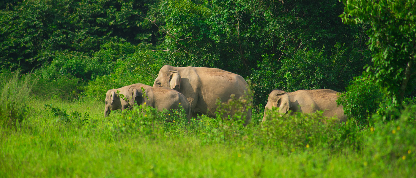 Dooars Nature & Safari Escape