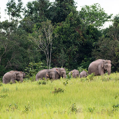 Dooars Explorer Tour