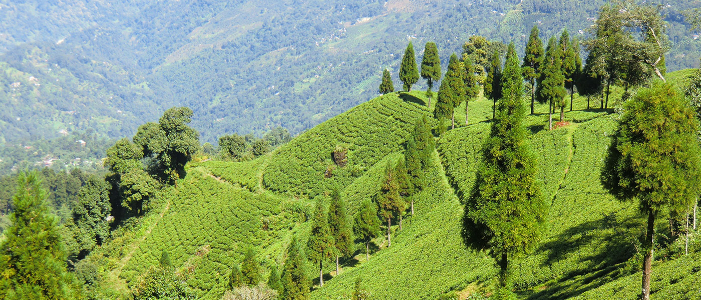 Sikkim & Darjeeling Scenic Tour