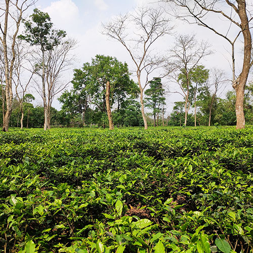 Assam & Meghalaya Explorer