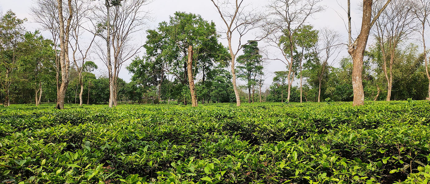 Assam & Meghalaya Explorer