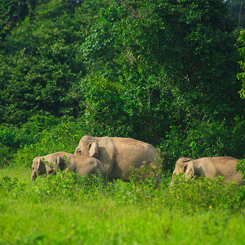 Dooars Nature & Safari Escape