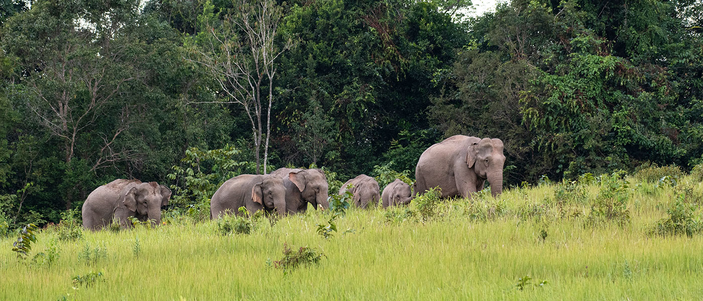 Dooars Explorer Tour