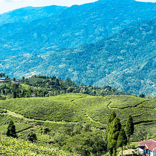 Darjeeling & Mirik 4 Days Tour