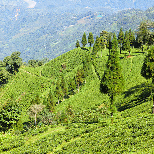 Sikkim & Darjeeling Scenic Tour